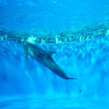 イルカ。ボール遊びしていました。