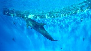 【海きらら】クラゲに力をいれています