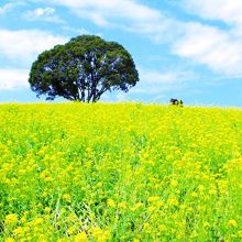 菜の花畑