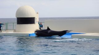 シャチのショーが面白い！