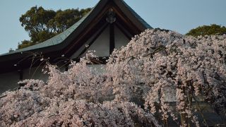 早咲きの枝垂れ桜が楽しめる神社