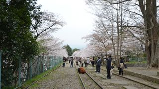 桜の季節には沢山の観光客が訪れます