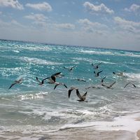 ビーチにはカモメがいっぱい