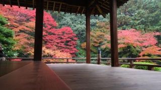 静かに紅葉鑑賞