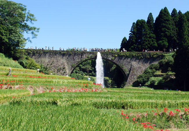 所々に咲いている彼岸花が色鮮やかです