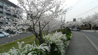 枚方の超マイナーな花見スポット 『桜公園』