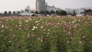 コスモス畑に埋もれる