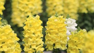 潮風と花の楽園