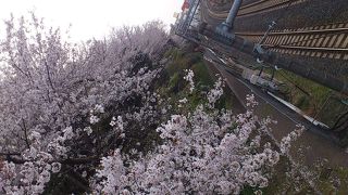 花見にいいですね。