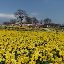 丘の上には芝桜も････