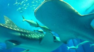 今や沖縄定番観光スポット