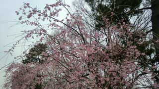 京都を制するならバスを使え　半木の道