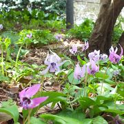 神奈川近郊でカタクリの群生地としては最大かも。