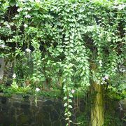 充実してます。ボゴール植物園。