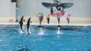 何度も行っている大好きな水族館！