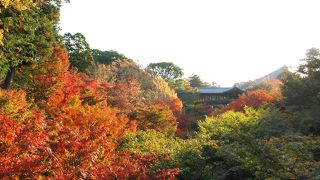 紅葉の季節は朝早くから人渋滞