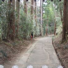 森林浴を楽しみながら