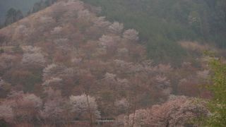 やはり桜のシーズンが一番