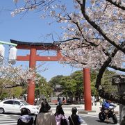 社殿から見下ろす、段葛の桜並木がきれいです。