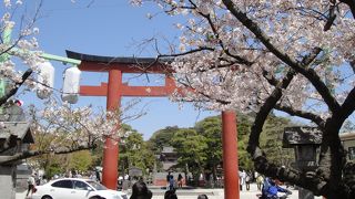 社殿から見下ろす、段葛の桜並木がきれいです。