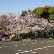 桜の名所