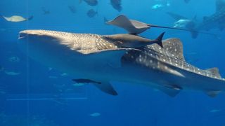 沖縄に行ったらぜひ