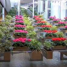 すぐ近くにあるヒルトンプラザウエスト正面横の花が綺麗でした♪