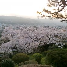 兼六園の桜