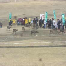 シカせんべい投げ？？？