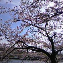 毛馬桜之宮公園の桜にうっとり♪