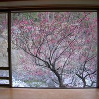 部屋から杏の木をのぞむ