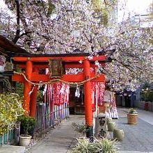 お初天神の桜も満開でした♪