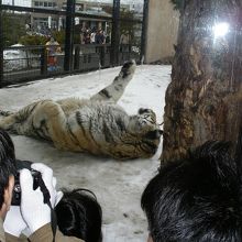 虎は気の向くままに・・・