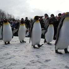 ぺんぎんの大行進