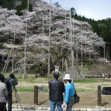 樹齢1500年の桜