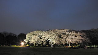 ライトアップされた桜を遠くから眺める