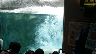 ペンギンの行進に感激，したけれど・・・・