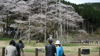 ４月１５日に行きました