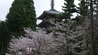 京都でお花見。醍醐寺。