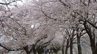２５０本のソメイヨシノが１．４ｋｍの桜並木となっており、満開の頃は絶景です！