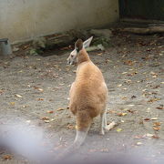 ハッチで有名になった動物園