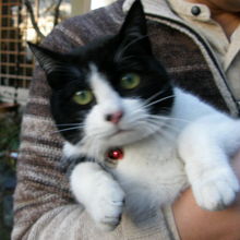 おやどの猫ちゃん、くろちゃんです。