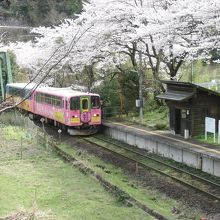桜に囲まれた駅舎