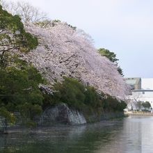 桜満開の駿府城公園のお堀です。