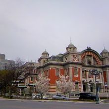 中央公会堂前の桜が満開でした