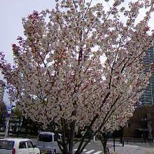 中央公会堂そばの桜