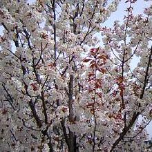 ちょうど満開で綺麗でした