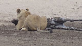 ２月、見渡す限りヌー！＆ベビーラッシュ