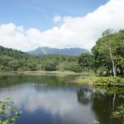 白樺の林もあって静かで美しい池