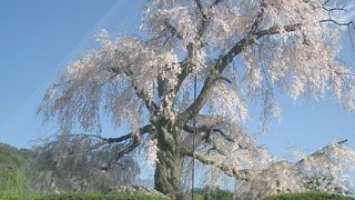 円山公園の枝垂桜。過保護じゃないかな。